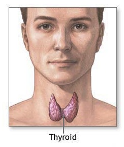 thyroid