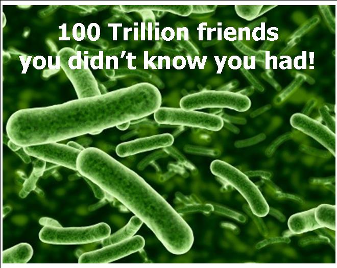 bacteria