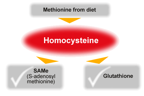homocysteine