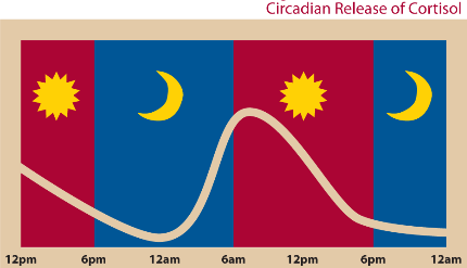 circadian rythm
