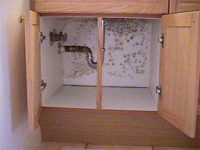 mold_under_sink