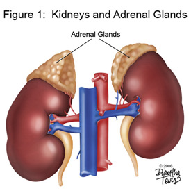 adrenals