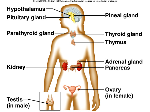 glands