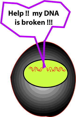 broken DNA