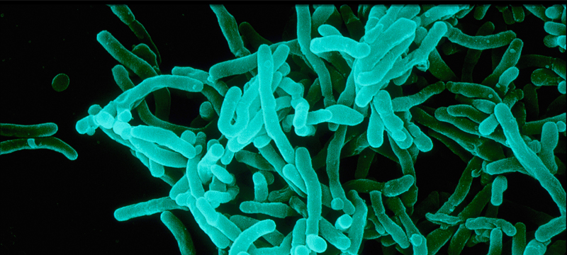 gut_bacteria